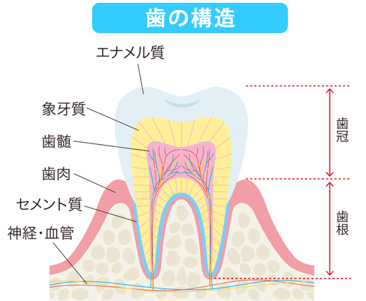 歯の構造