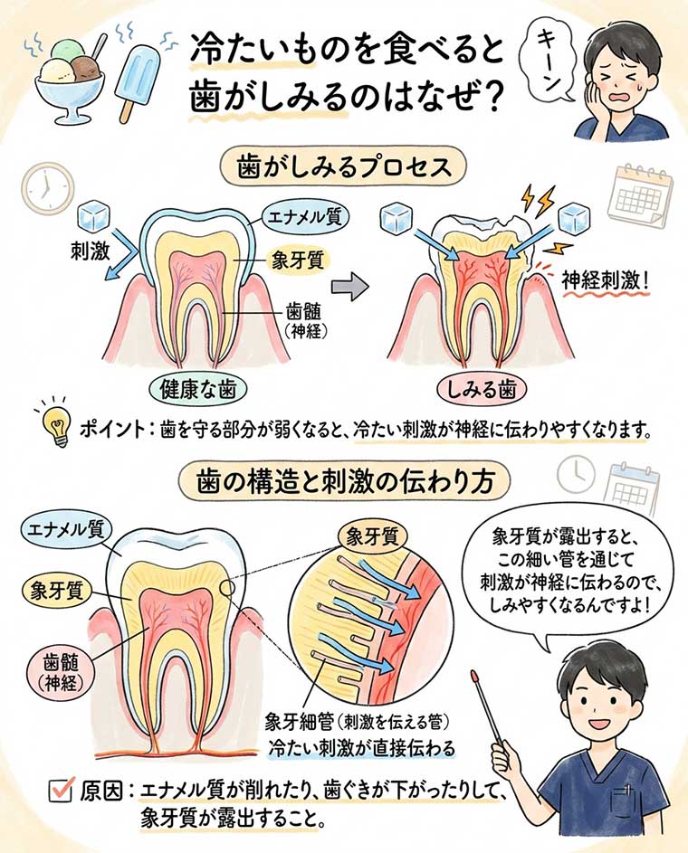 冷たいものを食べると歯がしみるのはなぜ？