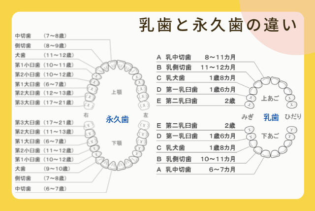 乳歯と永久歯の違い