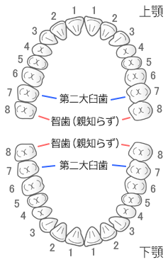 親知らずと第二大臼歯